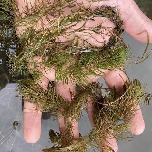 coontail pond weed