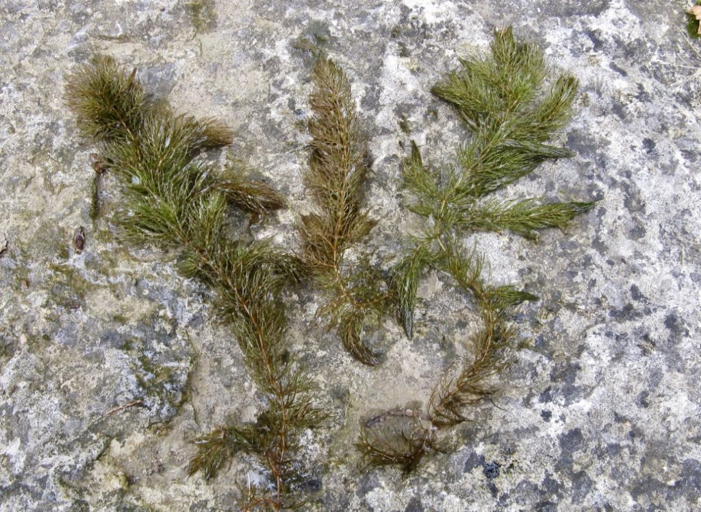 coontail pond weed