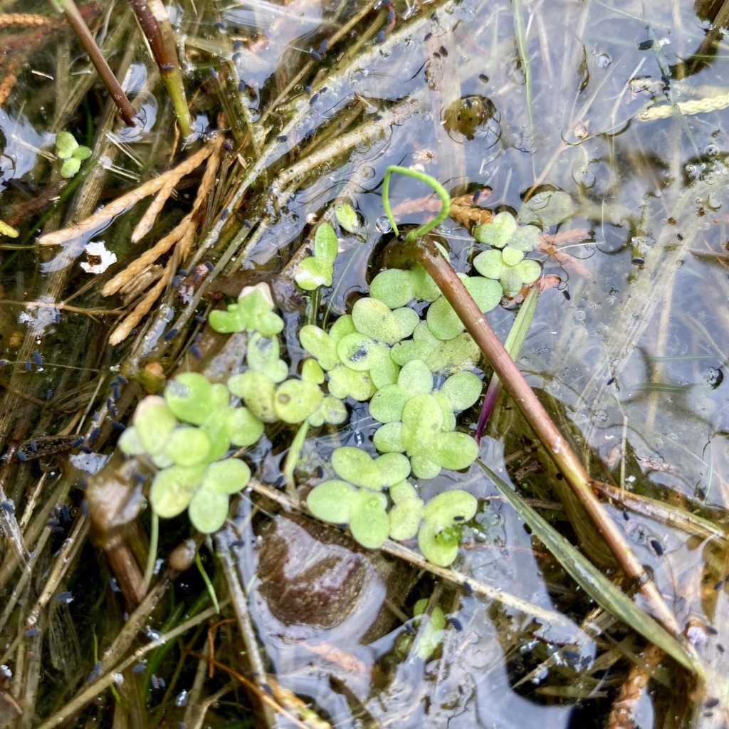 Duckweed up close among other pond weeds