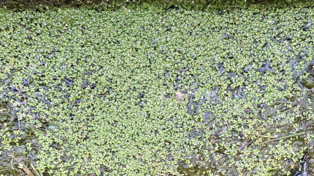 Duckweed plant overtaking the water in a pond