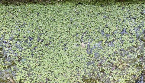 Duckweed plant overtaking the water in a pond