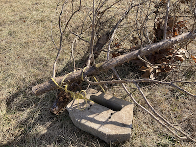 cedar tree tied to a paving block with a rope for fish habitat