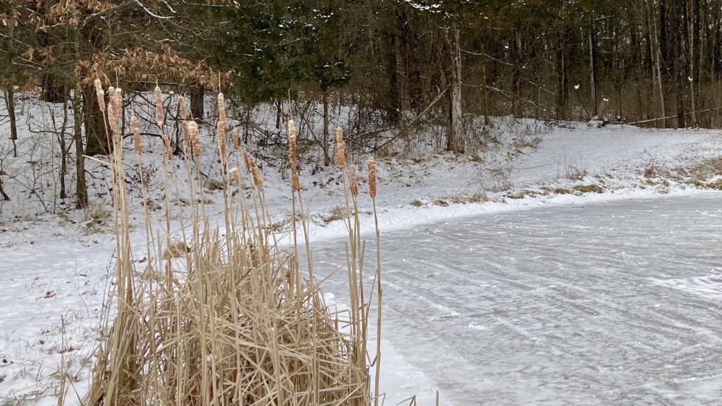 frozen pond with cattails in view