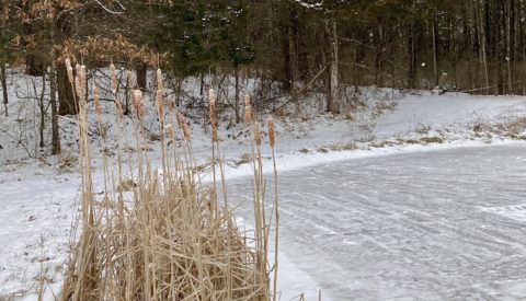 frozen pond with cattails in view
