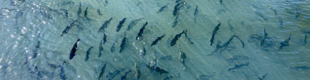 trout swimming in hatchery before stocking