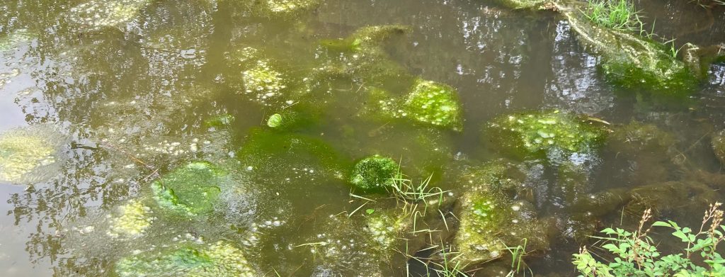 Clumps of bright green spirogyra algae floating near the surface of a pond