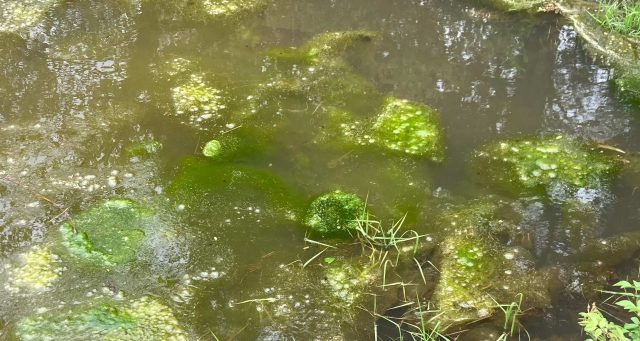 Clumps of bright green spirogyra algae floating near the surface of a pond