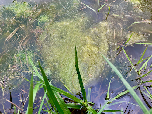 Close up view of spirogyra pond algae with grasses in the foreground